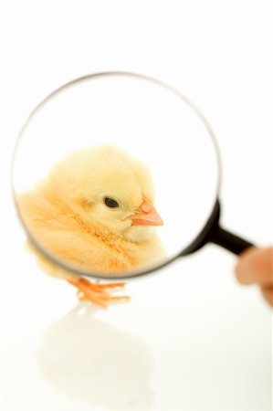 simsearch:400-04621574,k - Chicken seen through magnifier - isolated Stock Photo - Budget Royalty-Free & Subscription, Code: 400-05152919