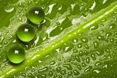 simsearch:400-07169438,k - Fresh and pure green nature background - leaf pattern with water drops Stock Photo - Budget Royalty-Free & Subscription, Code: 400-05152911