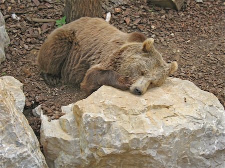 Brown bear that reposes with is head resting on the rocks Stock Photo - Budget Royalty-Free & Subscription, Code: 400-05153202