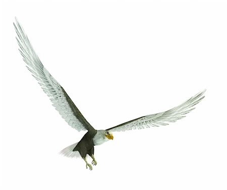 fly air clipart - A illustration of an eagle isolated on a white background Stock Photo - Budget Royalty-Free & Subscription, Code: 400-05153214