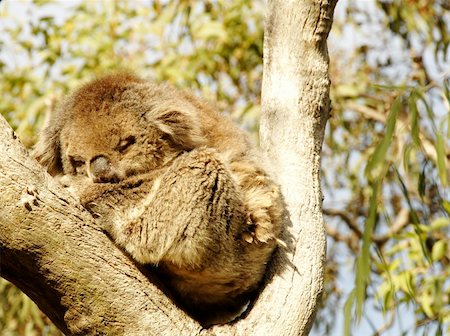 simsearch:400-04274699,k - Koala sleeping in a tree Stock Photo - Budget Royalty-Free & Subscription, Code: 400-05153220