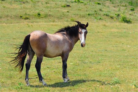 steppe horse - lonely horse grazing at the green meadow Stock Photo - Budget Royalty-Free & Subscription, Code: 400-05153381