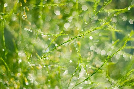 simsearch:400-04318786,k - Close-up of green twigs after the rain. Foto de stock - Super Valor sin royalties y Suscripción, Código: 400-05153404