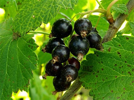 little bunch of blackcurrant on the branch Stock Photo - Budget Royalty-Free & Subscription, Code: 400-05153465