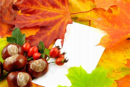 rosa silvestre - Colorful autumn background with maple leaves and white card Foto de stock - Super Valor sin royalties y Suscripción, Código: 400-05153479