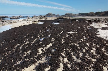 pozza di marea - The wonderfully rugged Oregon coast at low tide Fotografie stock - Microstock e Abbonamento, Codice: 400-05153886