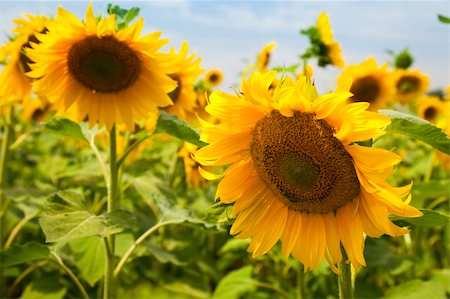 simsearch:400-04742969,k - sunflowers under a blue sky / summer Stockbilder - Microstock & Abonnement, Bildnummer: 400-05153892