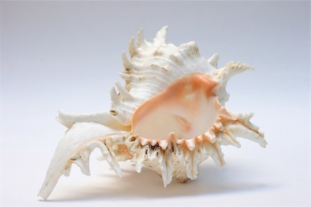 simsearch:400-07553606,k - cockleshells isolated on grey background Stock Photo - Budget Royalty-Free & Subscription, Code: 400-05164179