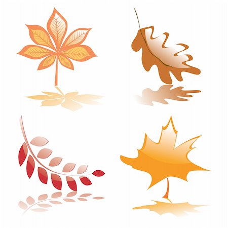 Four glossy autumnal leaves for your design. Vector illustration. Foto de stock - Super Valor sin royalties y Suscripción, Código: 400-05164491