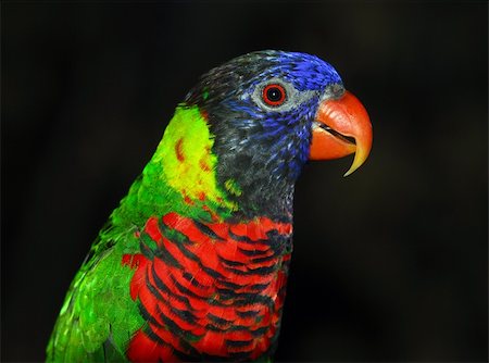 periquito - Closeup portrait of a colorful Rainbow Lorikeet Foto de stock - Super Valor sin royalties y Suscripción, Código: 400-05164560