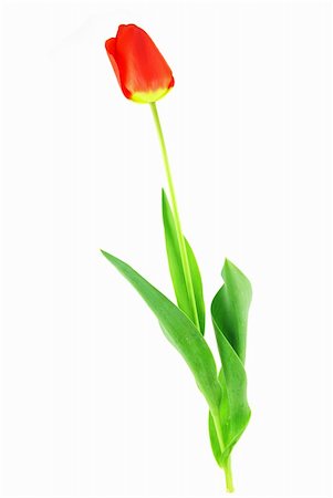 simsearch:400-04504130,k - Beautiful red tulip with leaves on white background Stock Photo - Budget Royalty-Free & Subscription, Code: 400-05164707