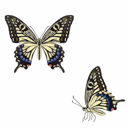 simsearch:633-02417540,k - The butterfly  on a white background. Vector Foto de stock - Super Valor sin royalties y Suscripción, Código: 400-05164735