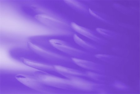 simsearch:400-05245245,k - beautiful violet flower chrysanthemum. Macro Foto de stock - Super Valor sin royalties y Suscripción, Código: 400-05164819