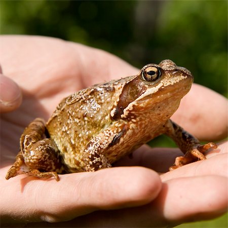 simsearch:400-06077507,k - Photo of a frog close up on a man's hand Stockbilder - Microstock & Abonnement, Bildnummer: 400-05164874