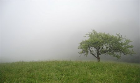 tree in the fog Stock Photo - Budget Royalty-Free & Subscription, Code: 400-05165233