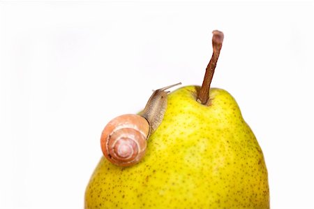 simsearch:400-04740730,k - Snail in a hurry on white background Photographie de stock - Aubaine LD & Abonnement, Code: 400-05165261