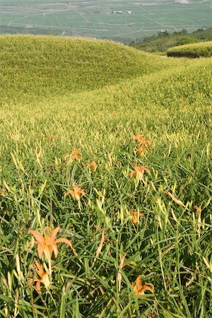 simsearch:400-04591153,k - It is beautiful and colorful tiger lily farm. Photographie de stock - Aubaine LD & Abonnement, Code: 400-05165315