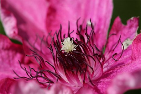 simsearch:400-07676525,k - Extreme closeup picture of a pink clematis flower Stock Photo - Budget Royalty-Free & Subscription, Code: 400-05165350