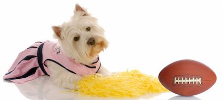 sports hound - westie dressed as a cheerleader with a football Stock Photo - Budget Royalty-Free & Subscription, Code: 400-05165365