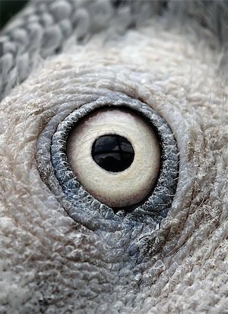 Macaw Eye Stock Photo - Budget Royalty-Free & Subscription, Code: 400-05165474