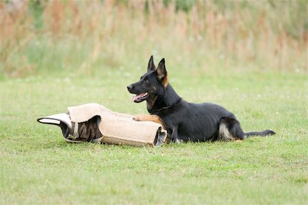 simsearch:400-04446495,k - black German shepherd laying with sleeve Fotografie stock - Microstock e Abbonamento, Codice: 400-05165844