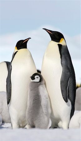 Emperor penguins (Aptenodytes forsteri) on the ice in the Weddell Sea, Antarctica Stock Photo - Budget Royalty-Free & Subscription, Code: 400-05165865