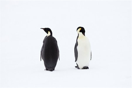 Emperor penguins (Aptenodytes forsteri) on the ice in the Weddell Sea, Antarctica Stock Photo - Budget Royalty-Free & Subscription, Code: 400-05165862