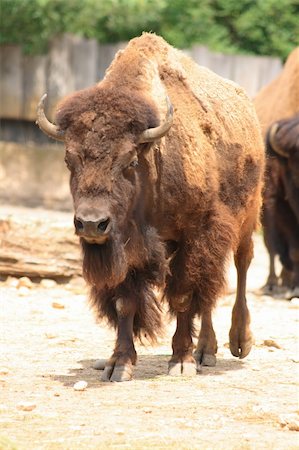 wild bison in the ZOO of Prague Stock Photo - Budget Royalty-Free & Subscription, Code: 400-05165969