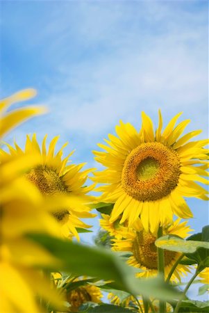 Sunflower Feld Stock Photo - Budget Royalty-Free & Subscription, Code: 400-05166235