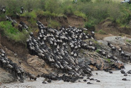Great migration in Kenya, wilderbeasts crossing river Stock Photo - Budget Royalty-Free & Subscription, Code: 400-05166339
