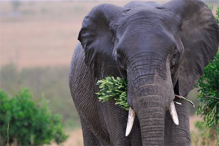 Close up of elephant eating in Masai Mara, Kenya Stock Photo - Budget Royalty-Free & Subscription, Code: 400-05166330