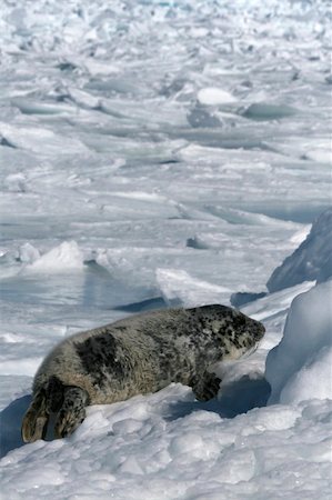 Grey seal (Halichoerus grypus) in the Canadian arctic Stockbilder - Microstock & Abonnement, Bildnummer: 400-05166433