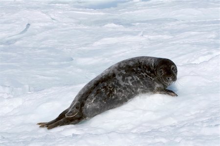 Grey seal (Halichoerus grypus) in the Canadian arctic Stockbilder - Microstock & Abonnement, Bildnummer: 400-05166441