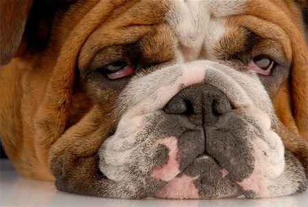 simsearch:400-04576043,k - close up of ugly english bulldog with sad droopy eyes Stock Photo - Budget Royalty-Free & Subscription, Code: 400-05166641