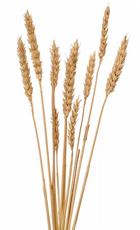rye ear - Ears of corn isolated over white background Stock Photo - Budget Royalty-Free & Subscription, Code: 400-05166668