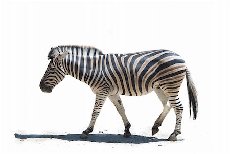 simsearch:400-04348140,k - Zebra (Equus quagga). Isolated of profile zebra walking in the white background Foto de stock - Royalty-Free Super Valor e Assinatura, Número: 400-05166882