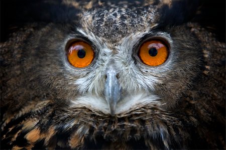 Staring owl Stock Photo - Budget Royalty-Free & Subscription, Code: 400-05167062