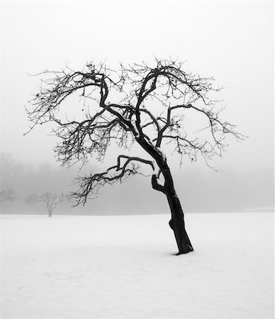 Bare tree in a snowstorm Stock Photo - Budget Royalty-Free & Subscription, Code: 400-05167152