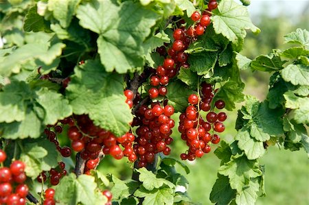simsearch:400-05382337,k - Photo of a bush of a red currant with berries Stock Photo - Budget Royalty-Free & Subscription, Code: 400-05167564