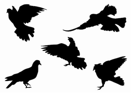 simsearch:400-08043408,k - Vector drawing flocks of pigeons. Silhouette on white background Stock Photo - Budget Royalty-Free & Subscription, Code: 400-05167590