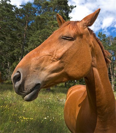 simsearch:400-08130471,k - Brown horse with a proud expression Stock Photo - Budget Royalty-Free & Subscription, Code: 400-05167684