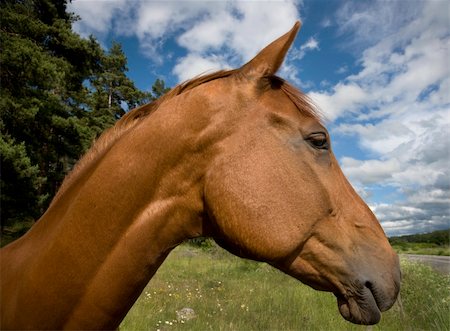simsearch:400-08130471,k - Head of brown horse with blue sky Stock Photo - Budget Royalty-Free & Subscription, Code: 400-05167683