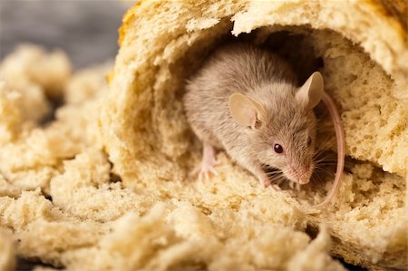 decoy - Mouse and bread Stock Photo - Budget Royalty-Free & Subscription, Code: 400-05167769