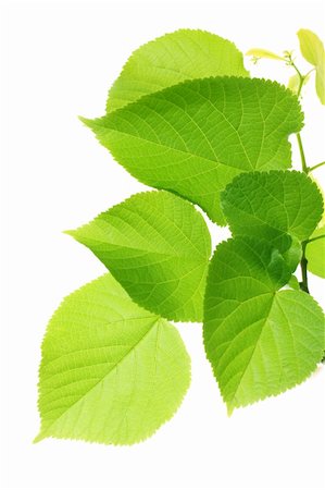 Green leaves on white Stock Photo - Budget Royalty-Free & Subscription, Code: 400-05167786