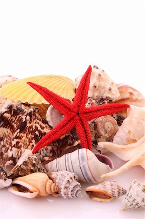 Seastar  and sea shells Stock Photo - Budget Royalty-Free & Subscription, Code: 400-05167783