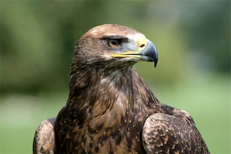 eagle headed person - Portrait of a golden eagle Stock Photo - Budget Royalty-Free & Subscription, Code: 400-05167815