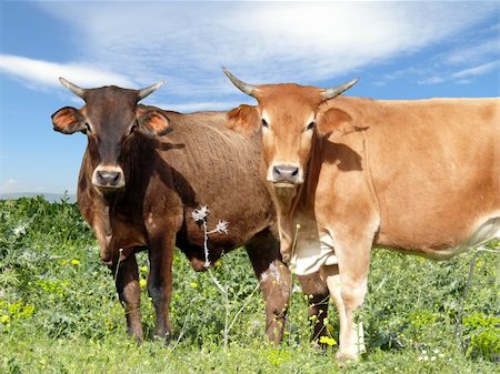 simsearch:400-05349309,k - Two bulls standing in a pasture on blue sky background Foto de stock - Royalty-Free Super Valor e Assinatura, Número: 400-05167872