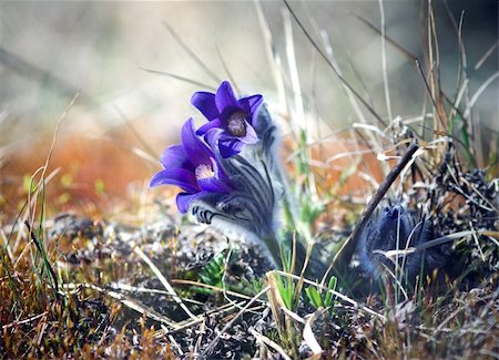 simsearch:400-05162269,k - Close up of two pasque flowers Stock Photo - Budget Royalty-Free & Subscription, Code: 400-05167910