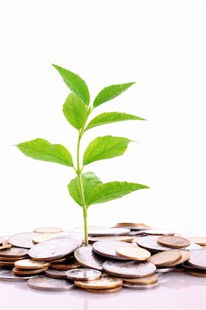 Coins and plant, isolated on white background Stock Photo - Budget Royalty-Free & Subscription, Code: 400-05167986