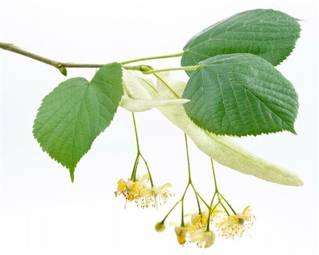 Flowers of linden-tree on a white background Foto de stock - Royalty-Free Super Valor e Assinatura, Número: 400-05168302